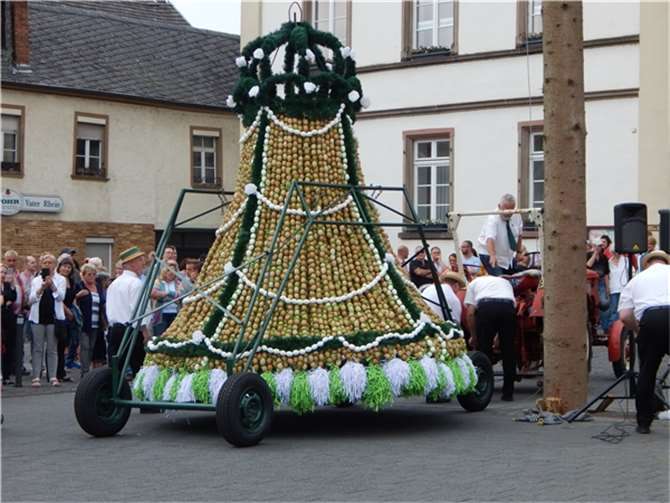 Das Tragegestell wird entfernt und die Eierkrone mit Muskelkraft am Baum emporge...