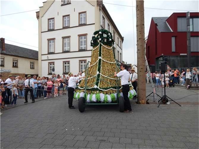 Das Tragegestell wird entfernt und die Eierkrone mit Muskelkraft am Baum emporge...
