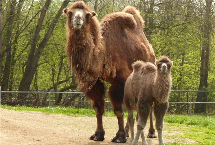 Das Trampeltierfohlen „Tanju“ mit seiner Mutter.
