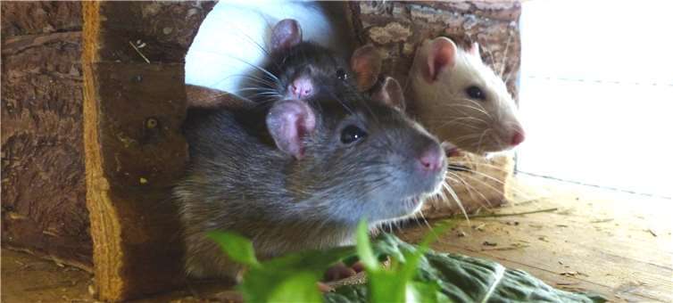 Das Trio nimmt bereits Futter aus der Hand an. privat