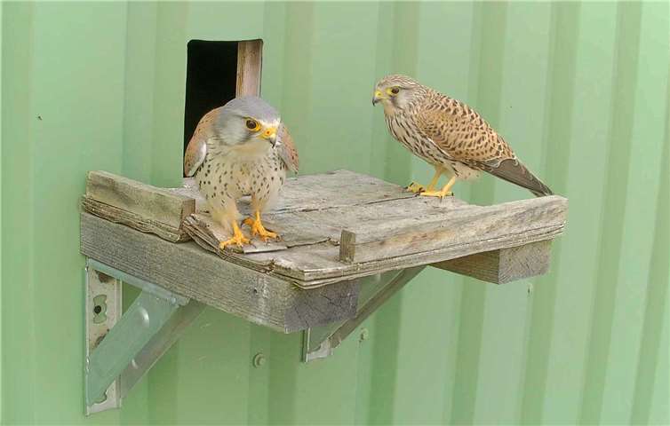 Das Turmfalken-Elternpaar. Foto: NABU NRW