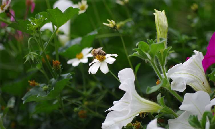 Das Unternehmen setzt auf spezielle insektenfreundliche Bepflanzung.