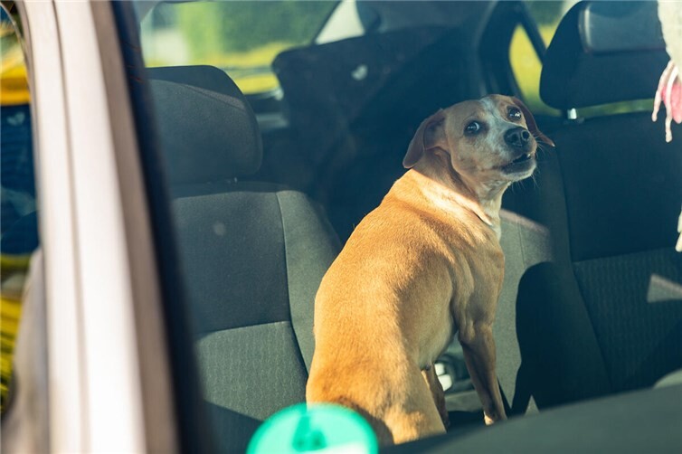 Das Veterinäramt der Kreisverwaltung Mayen-Koblenz weist darauf hin: Ein Tier darf niemals im geparkten Fahrzeug zurückgelassen werden – auch nicht für kurze Zeit.
