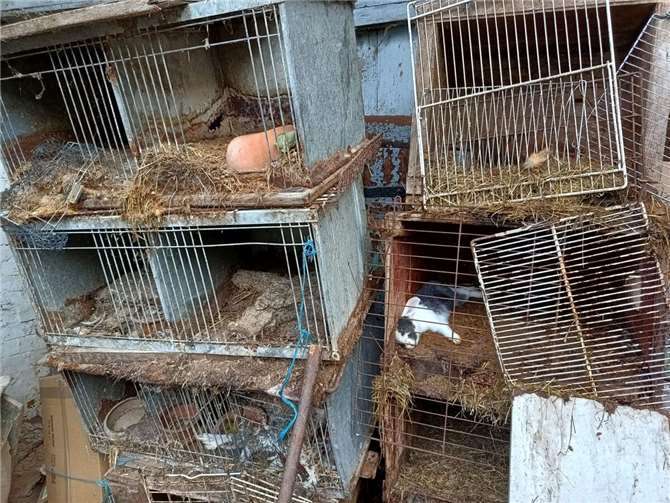 Das Veterinäramt des Rhein-Sieg-Kreises machte diesen erschreckenden Fund im Hinterhof eines Hauses.  Fotos: Rhein-Sieg-Kreis