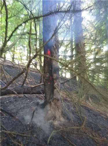 Das Waldbodenfeuer stieg in die Wipfel einiger Bäume.