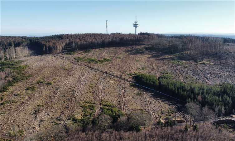 Das Waldsterben hat dramatische Ausmaße angenommen.Foto: privat