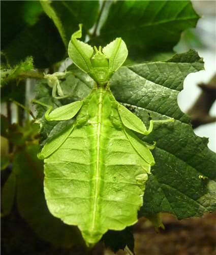 Das Wandelnde Blatt.