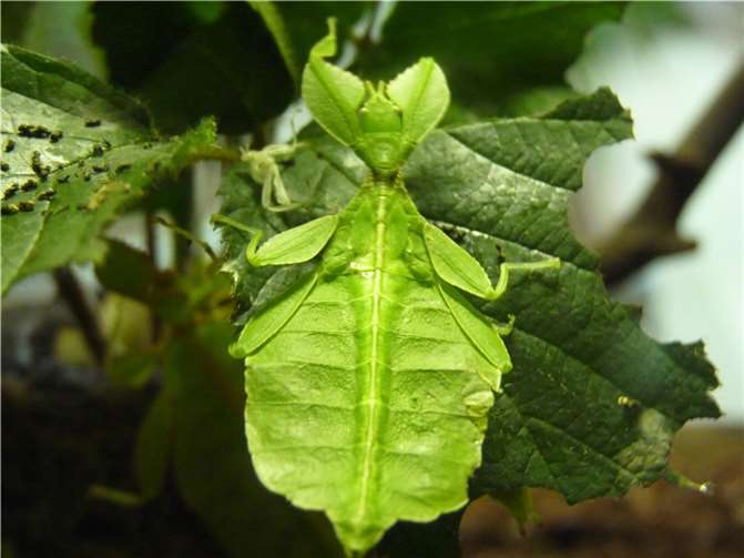 Das Wandelnde Blatt sieht einem Laubblatt täuschend ähnlich.  Fotos: Zoo Neuwied
