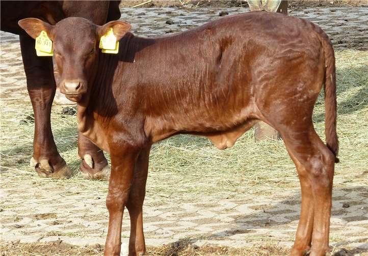 Das Watussi-Kälbchen.