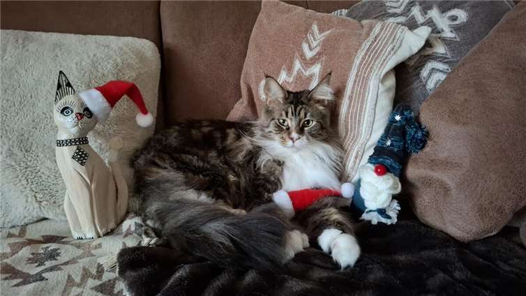 Das Weihnachtsfest sollte für Katzen möglichst stressfrei ablaufen.  Foto:Katzenschutzverein Bad Neuenahr-Ahrweiler 1978 e.V.