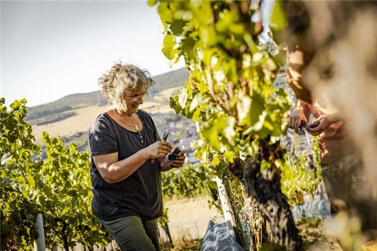 Weinlese im Ahrtal ist gestartet Das Weingut Nelles aus Heimersheim hat an der Landskrone die ersten Frühburgunder-Trauben gelesen.  Foto: Max Harrus