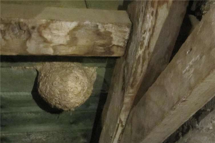 Das Wespennest auf dem Speicher. Foto: Sammlung Zehnthaus 