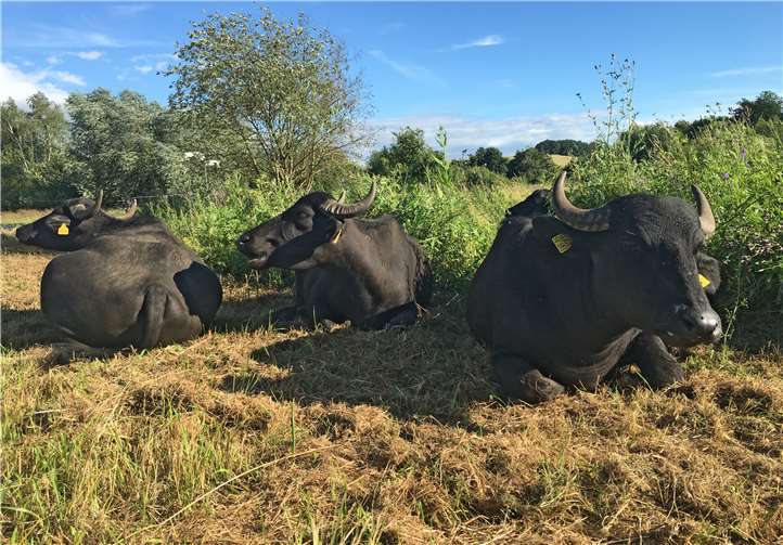 Das bekannteste Projekt der Stiftung: die Beweidung mit Wasserbüffeln in den „Thürer Wiesen“ und den „Feuchtwiesen Nothbachtal“ in Rüber. Foto:Jörg Hilgers/Kreis MYK