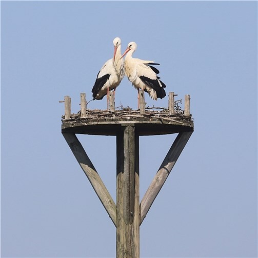Das brütende Storchenpaar in dem Naturschutzgebiet östlich der Ortsgemeinde Thür braucht seine Ruhe.  Foto: Jörg Hilgers