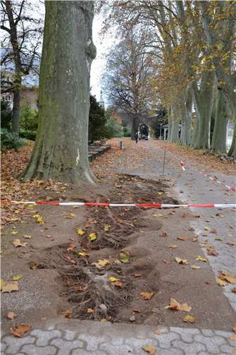 Das dichte Wurzelgeflecht der Platanen soll beim geplanten Wegebau am Kaiserin-Augusta-Denkmal nicht beschädigt werden.Quelle: Stadt Koblenz