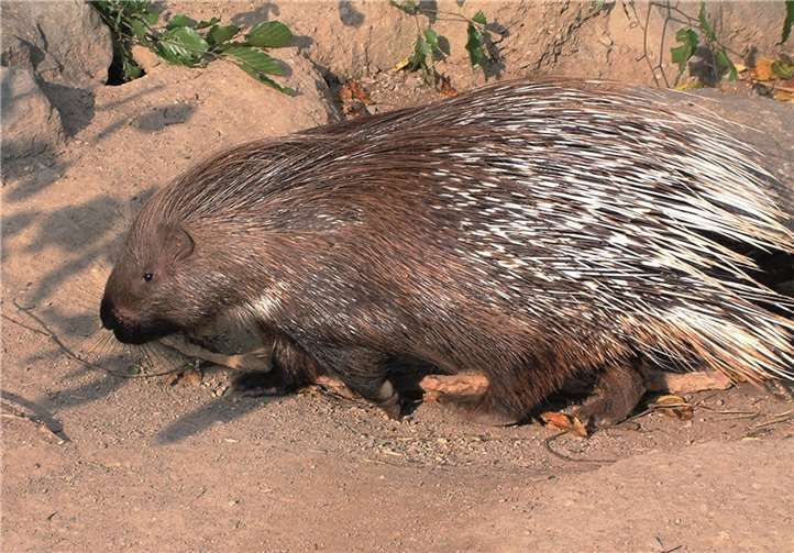 Das entlaufene Stachelschwein ist wieder im Neuwieder Zoo.privat