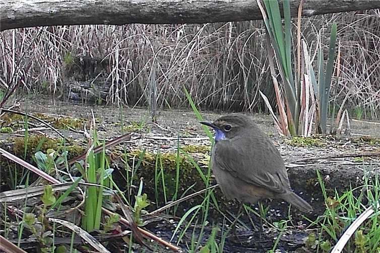 Das erste Männchen mit seiner auffallend blauen Kehle, wurde schon am 9. März gesehen.Foto: Stefan Krumme