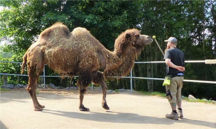 Das finanzielle Loch beim Zoo Neuwied aus dem Lockdown im Frühjahr ist immer noch groß. Fotos: Zoo Neuwied