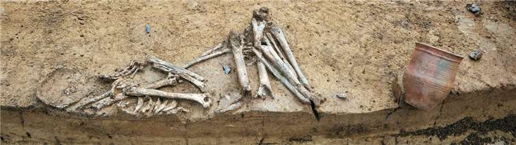 Das freigelegte Skelett mit einem schnurkeramischen Becher als Grabbeigabe an der Fundstelle im Rheinbacher Gewerbegebiet „Wolbersacker“. Fotos: Jürgen Vogel, LVR-LandesMuseum Bonn