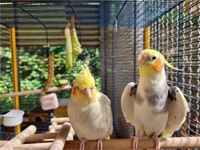 Das fröhliche Nymphensittich-Pärchen Polly und Pako.  Foto: Sybill Limbach