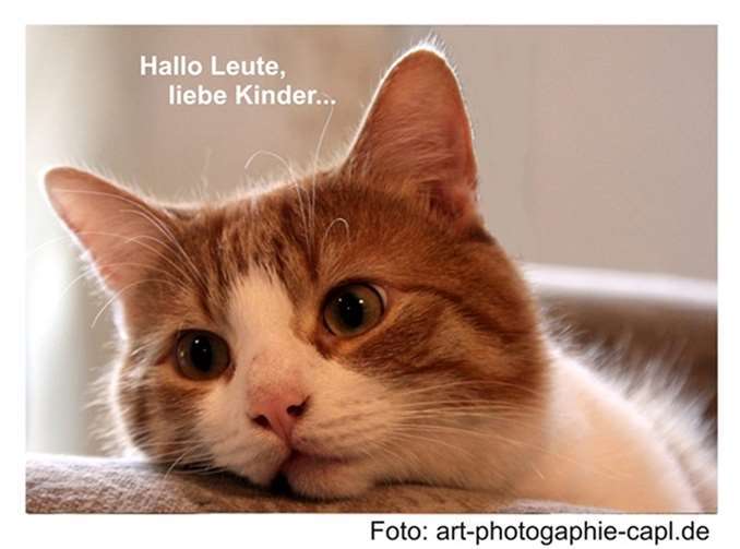 Das ganz kleine Kätzchen, welches vor kurzem abgegeben worden ist und von dem Kater Bobby berichtet hatte, hat es leider nicht geschafft. Foto: art-photogaphie-capl.de