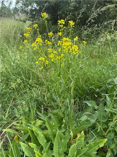 Das gelb blühende Orientalische Zackenschötchen kann leicht mit dem Raps verwechselt werden. Foto: Stiftung für Natur und Umwelt im Landkreis Mayen-Koblenz/Jörg Hilgers
