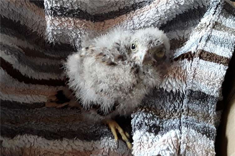Das gerettete Falkenkind. Foto: privat