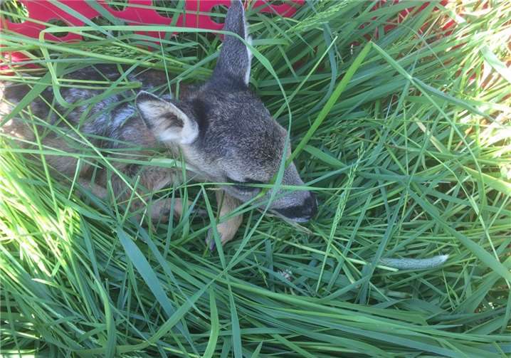 Das gerettete Kitz hat sein Zwischenlager, einen farbigen Wäschekorb, bezogen. So wird es vorübergehend am Rande der Wiese/Wald im Schatten „geparkt“ und nach der Mahd an seinen Ursprungsplatz zurückgebracht, damit es von der Mutter wiedergefunden wird.