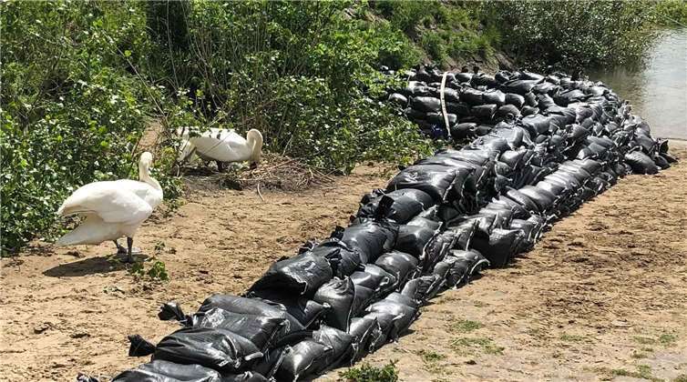 Das gesicherte Gelege. Fotos: Stadt Neuwied