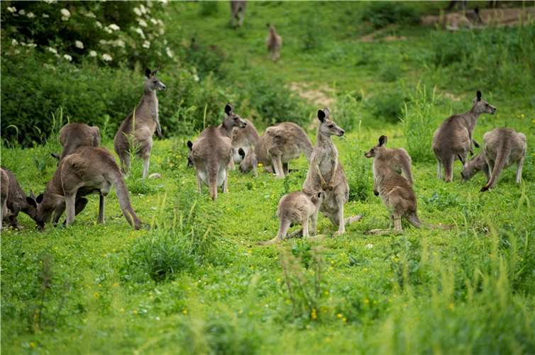 Das graue Riesenkänguru.  Foto: Marcus Propach
