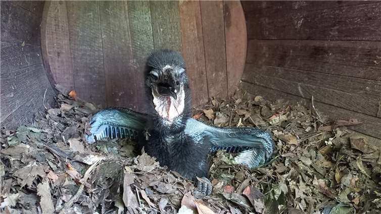 Das gut fünf Wochen alte Küken entwickelt sich bisher ausgezeichnet.  Foto: Daniel Waked