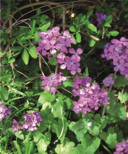 Das heutige Gartenrätsel.privat