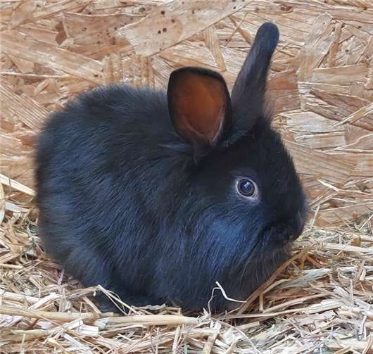 Das ist Aiko.  Foto: Claus Krah