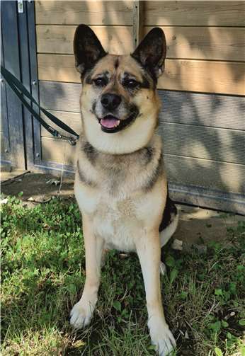 Das ist Akira.  Foto: Claus Krah