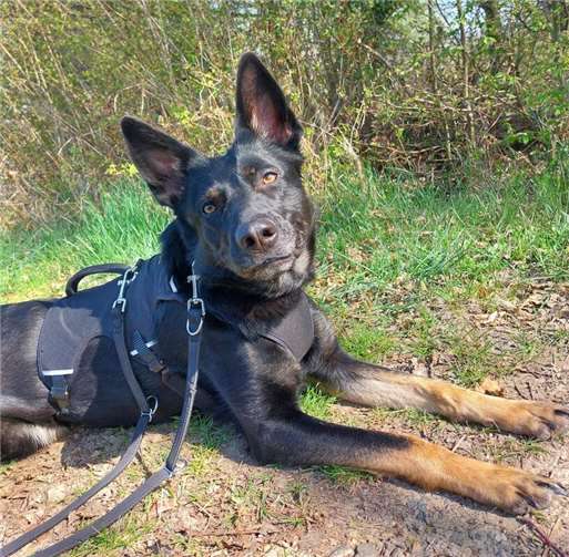 Das ist Annie.  Foto: Claus Krah