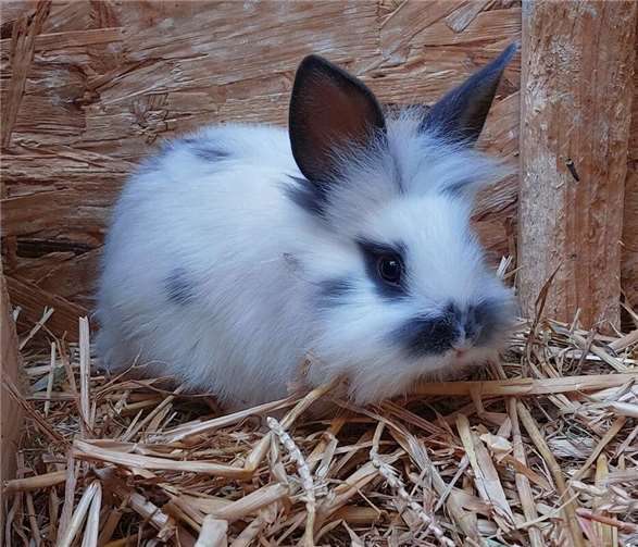 Das ist Arthur.  Foto: Claus Krah