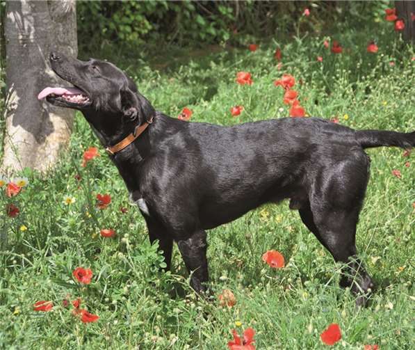 Das ist Blacky, der Labrador-Mischling. privat
