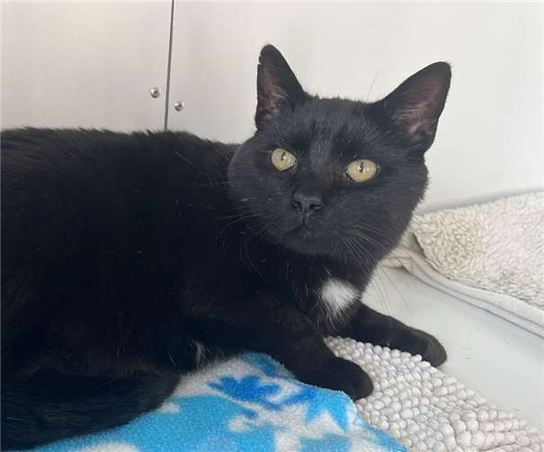 Das ist Bobby. Foto: privat