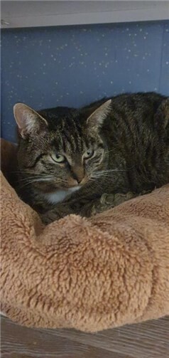 Das ist Dusty.  Foto: privat