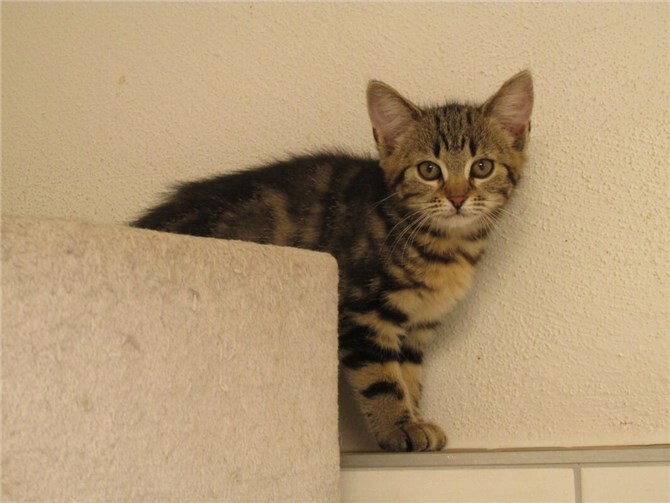 Das ist Ember. Fotos: privat