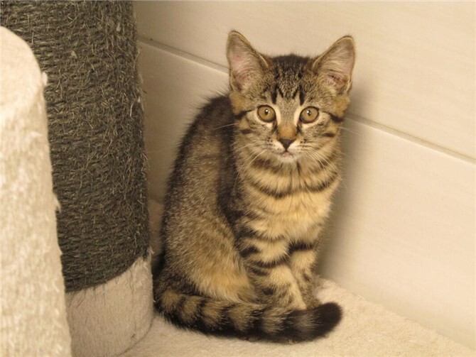 Wer hat ein Herz für süße Katzenkinder?  Das ist Emmeline.