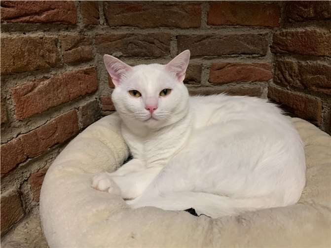 Das ist Frosty. Foto:Tierheim u. Tierschutzverein Kreis Ahrweiler e.V., Claus Krah