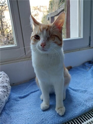 Das ist Garfield.  Foto: privat