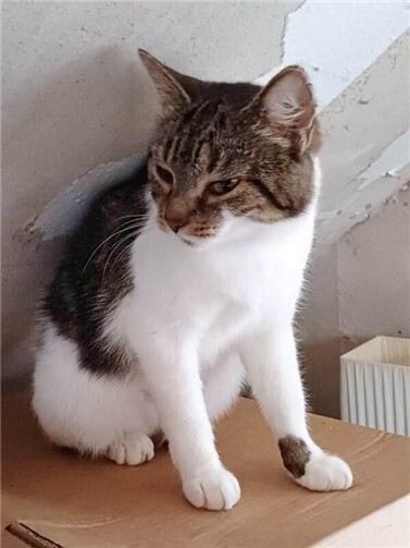 Das ist Ghibli.  Foto: privat