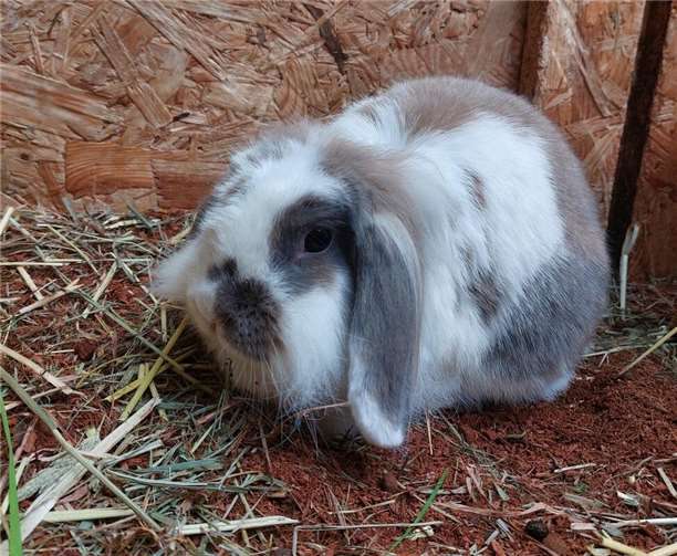 Das ist Gia.  Foto: Claus Krah