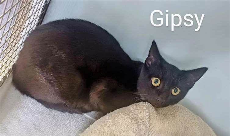 Das ist Gipsy. Foto: privat