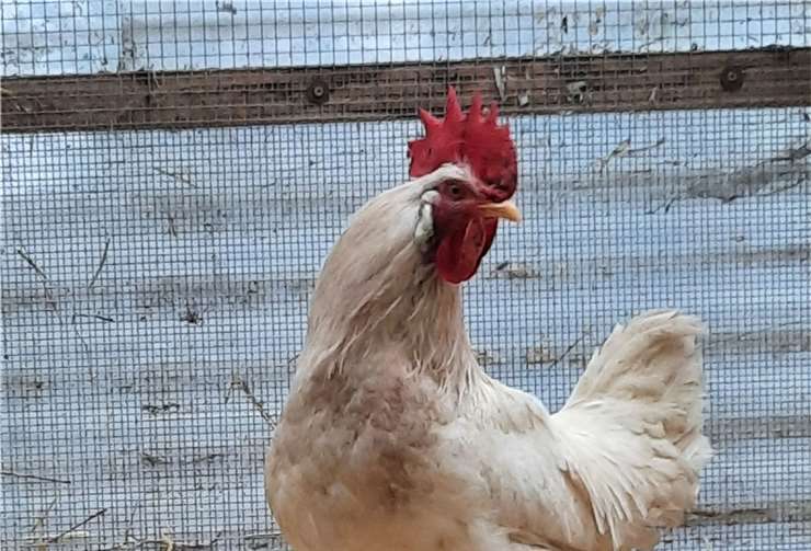 Das ist Hannibal. Foto: Tierheim Remagen