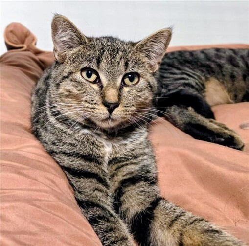 Viele kleine Katzenkinder suchen ein Zuhause  Das ist Izzy.  Foto: privat