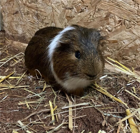 Das ist Jake.  Foto:Claus Krah