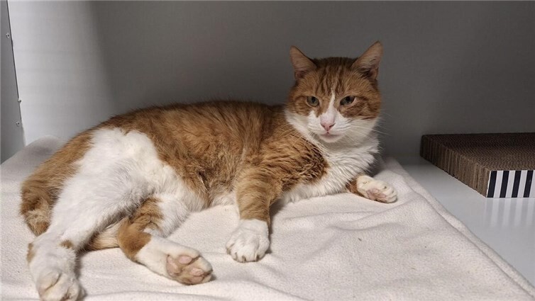 Das ist Jingle.  Foto: privat